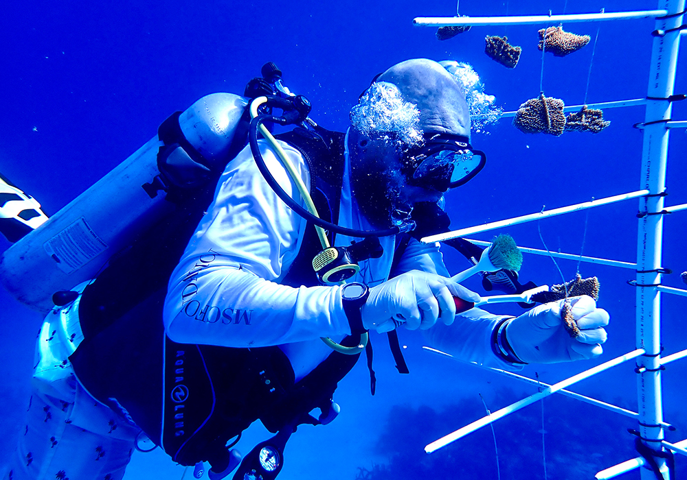 Super Coral Programme | MSC Foundation